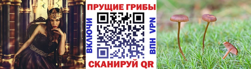 Псилоцибиновые грибы Psilocybine cubensis Бежецк